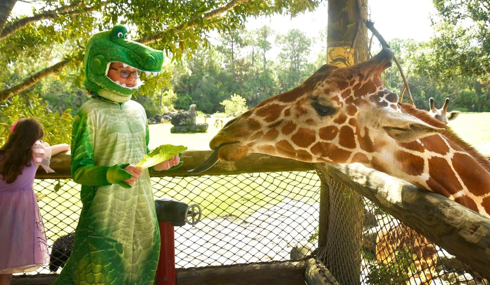The 2023 Boo at the Zoo at the Brevard Zoo in Viera runs in the daytime every weekend in October from 10 a.m. to 3:00 p.m. It is part of the regular admission, and includes several trick or treat stations, special shows, and more.