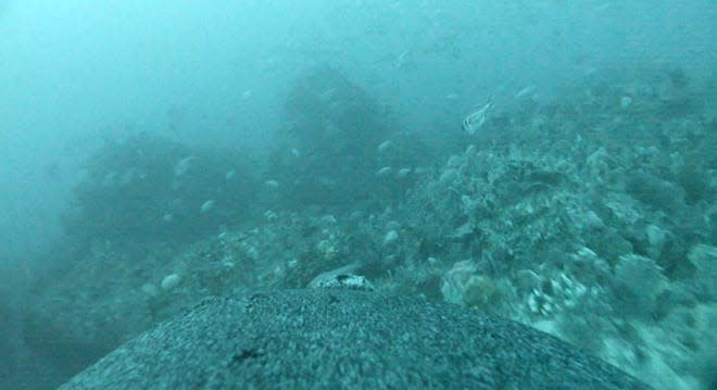 underwater blue ocean scene of muted corals on the sea floor swarming with fish viewed from a sea lion's back