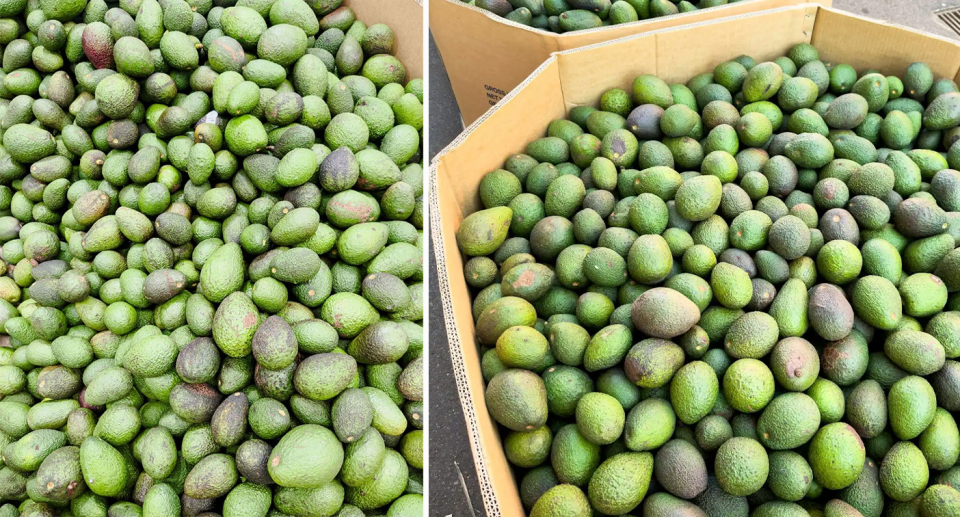 Pictures taken on a Queensland farm earlier this month show a whopping 1,600 kilos of avocados being thrown into landfill because they were not sorted due to small spots.