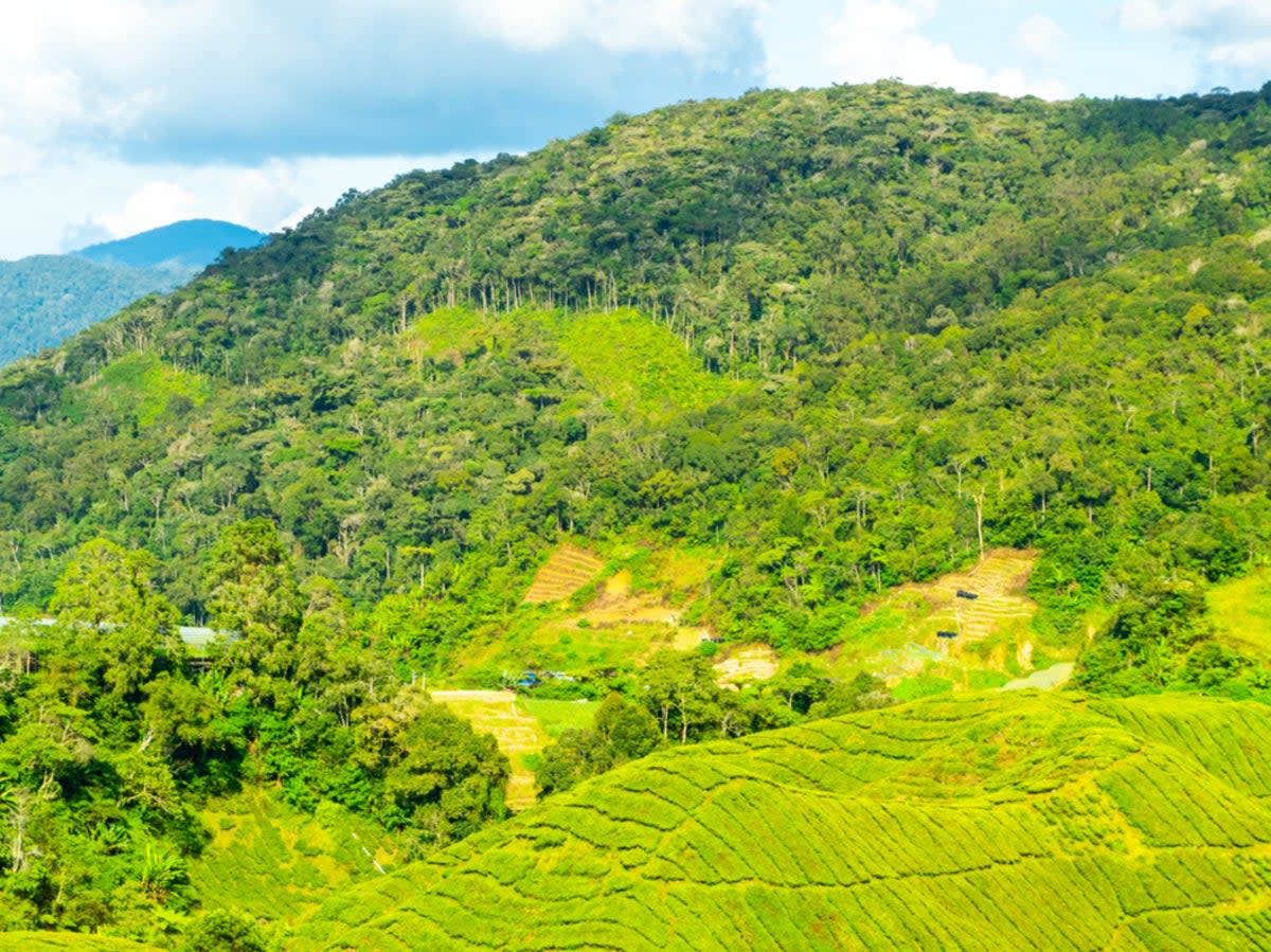 The district is a lush expanse of green hills (Getty Images)