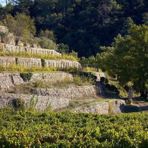 vignes de Miraval