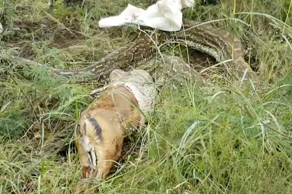 A python regurgitates its antelope meal. <cite>Caters Tv/YouTube</cite>