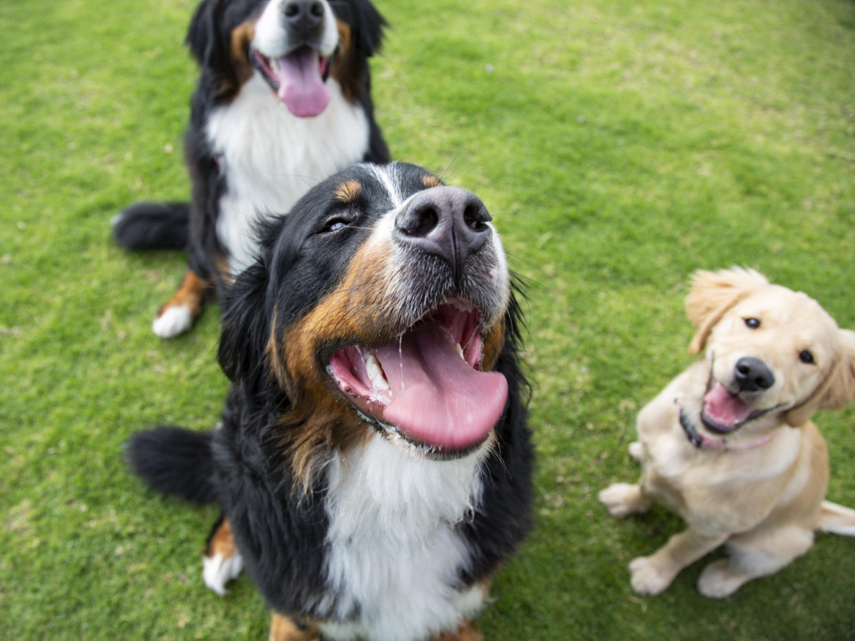 Dog breed popularity can vary based on geography. (Photo: Jennifer A Smith via Getty Images)