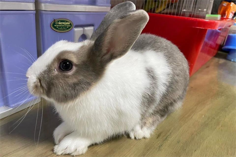 快新聞／領養不棄養！桃園市動保處舉辦認養活動　14動物盼回家