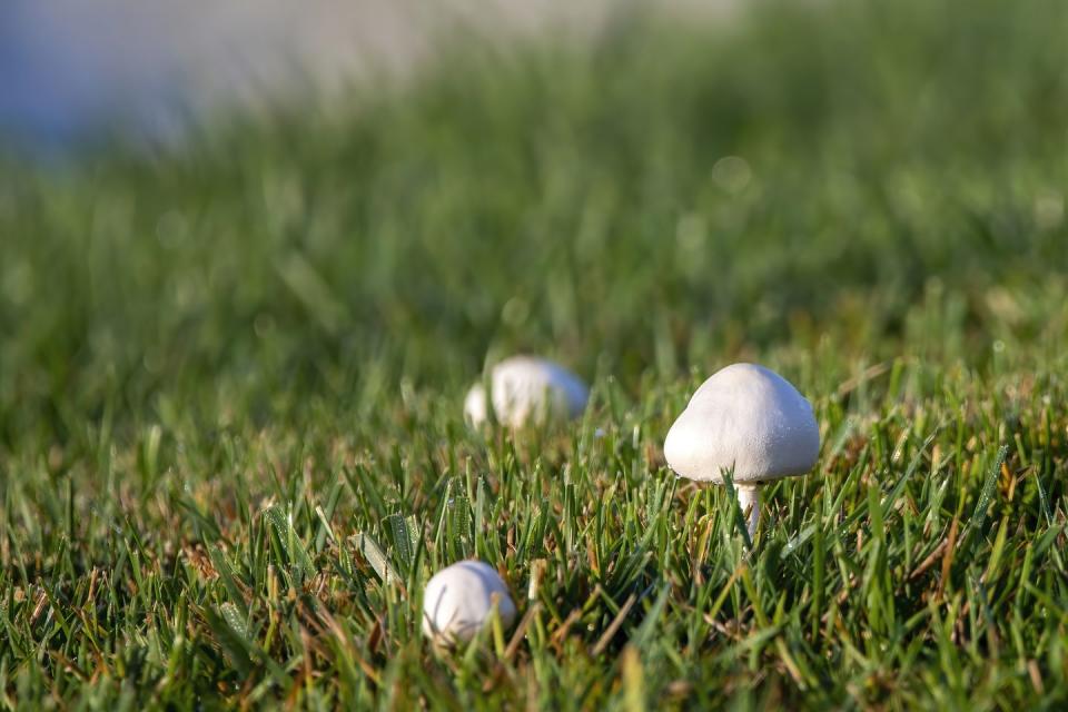how to stop mushrooms in yard
