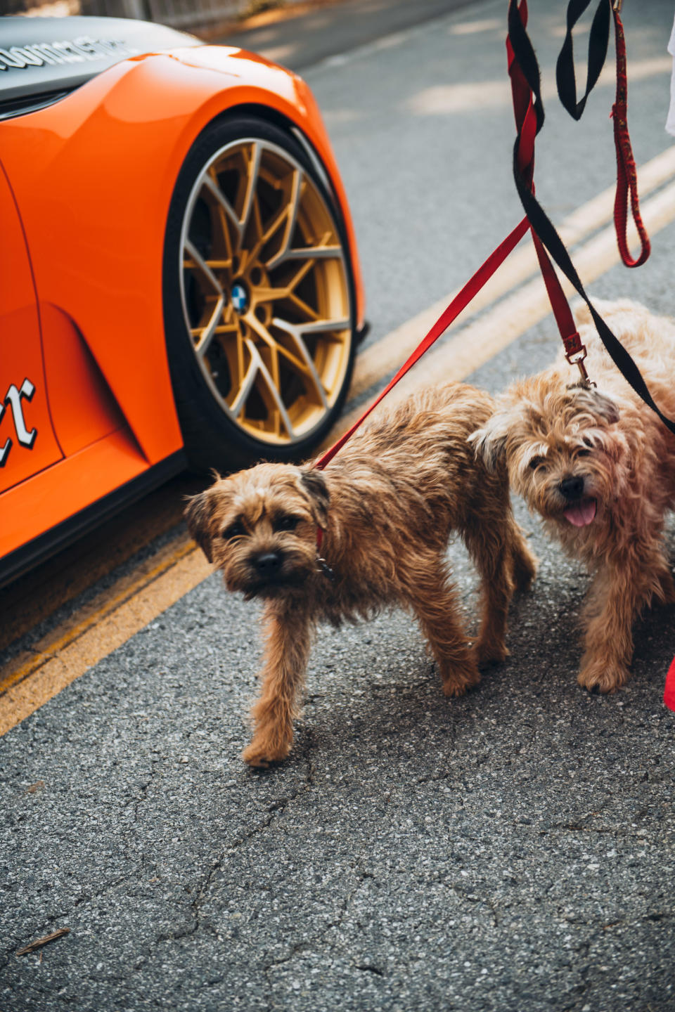 <p>Dogs are welcome at the Quail, like these pups about town. With a cameo from BMW's <a rel="nofollow noopener" href="http://www.roadandtrack.com/car-shows/pebble-beach-concours-delegance/news/a30464/bmw-2002-hommage-turbomeister/" target="_blank" data-ylk="slk:2002 Turbomeister;elm:context_link;itc:0;sec:content-canvas" class="link ">2002 Turbomeister</a>. </p>
