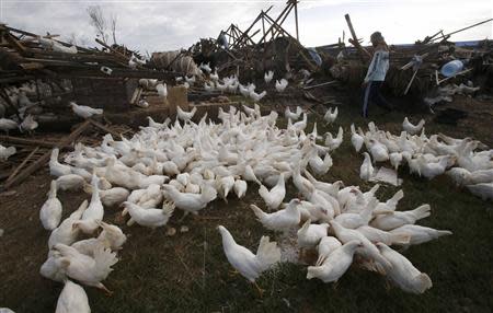 A man looks at chickens that escaped from their poultry houses, which were damaged when Super Typhoon Haiyan hit Bantayan island off northern Cebu in central Philippines November 16, 2013. Survivors began rebuilding homes destroyed by Haiyan, one of the world's most powerful typhoons, and emergency supplies flowed into ravaged Philippine islands, as the United Nations more than doubled its estimate of people made homeless to nearly two million. REUTERS/Erik De Castro