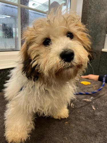 South Wales Argus: Lynn, male, 12 weeks, Maltese Cross Shih Tzu. Lynn has come to us as an unsold puppy. Lynn can be an only dog in the right home or he can live with confident resident dog/s. He can live with older dog-savvy children. Like all puppies he will need help