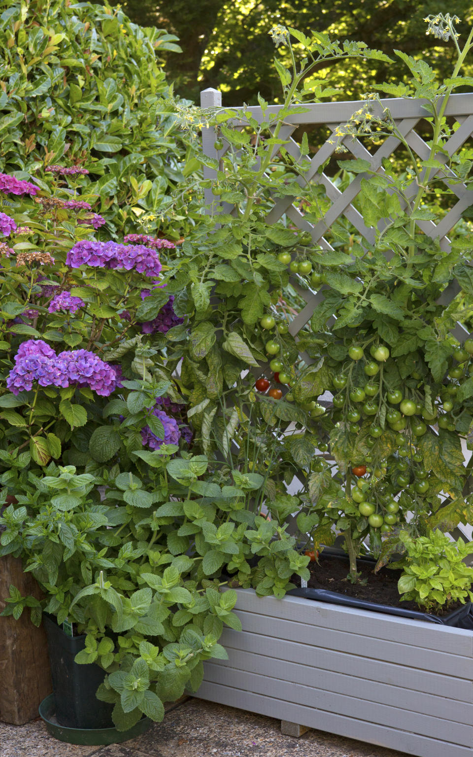 Use trellis for compact small vegetable garden ideas