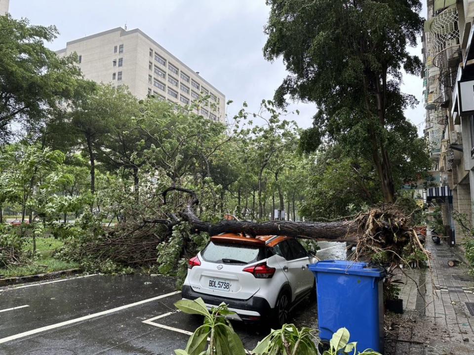 東豐路的路樹是此次颱風的重災區，圖為一棵黑板樹被連根拔起，還壓毀一輛汽車。（記者陳俊文攝）