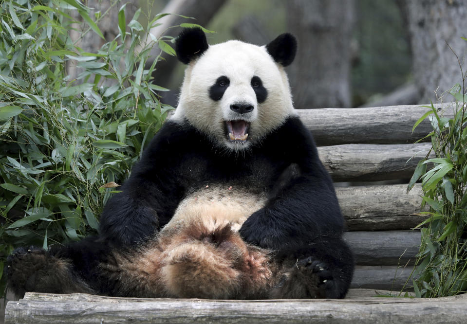 Male panda Jiao Qing sits in its enclosure at the Zoo in Berlin, Germany, Friday, April 5, 2019. (AP Photo/Michael Sohn)