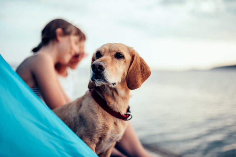 Emmener notre animal de compagnie en vacances oblige souvent à une excellente organisation. (Photo : Getty Images)