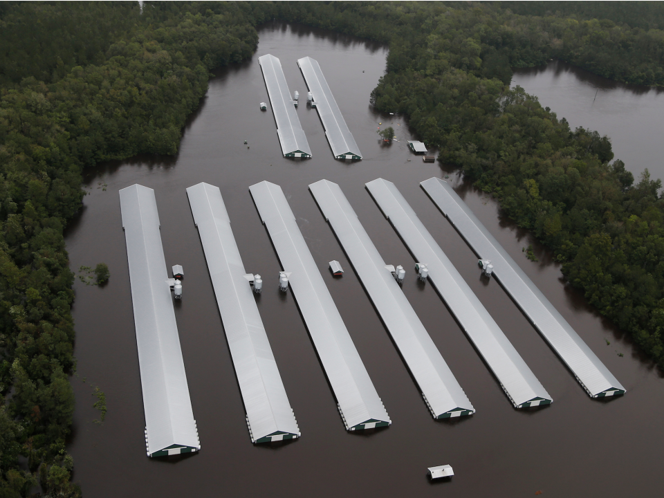 chicken hurricane florence