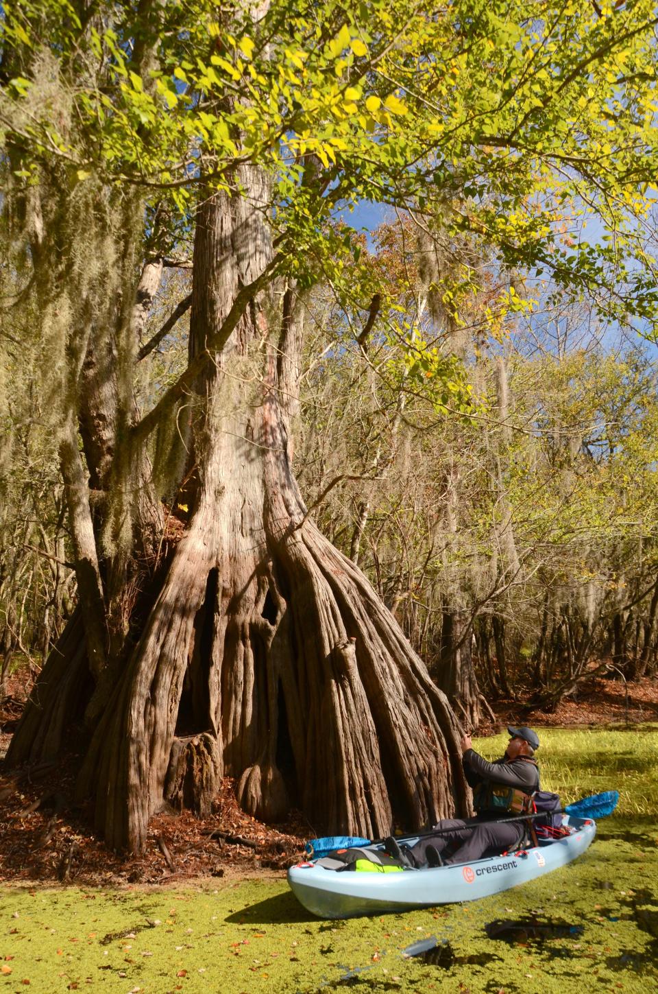 FILE: A paddler inspects a cypress tree on Ebenezer Creek in Effingham County. While the Clean Water Act affords protection for larger bodies of water like Ebenezer Creek, smaller streams and wetlands in the area have had protections questioned by recent federal rules and were dealt a blow in the Sackett v. EPA decision.