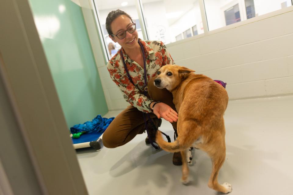 Lucky, a senior Shibu Inu mix, wags his tail in excitement as Emi Griess, communications director for the Helping Hands Humane Society, introduces him to new people in Topeka. Lucky is among dozens of adoptable dogs that are in need of forever homes.