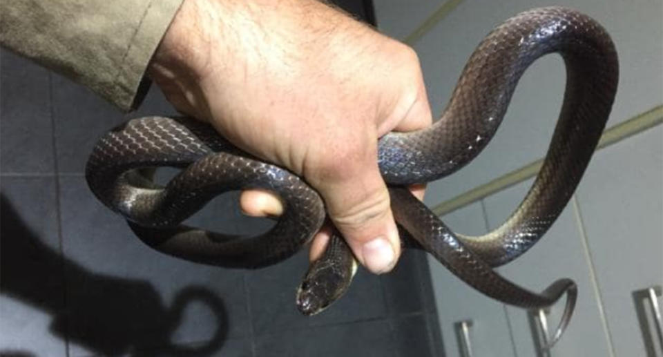 A slaty-grey snake being held by a snake catcher.