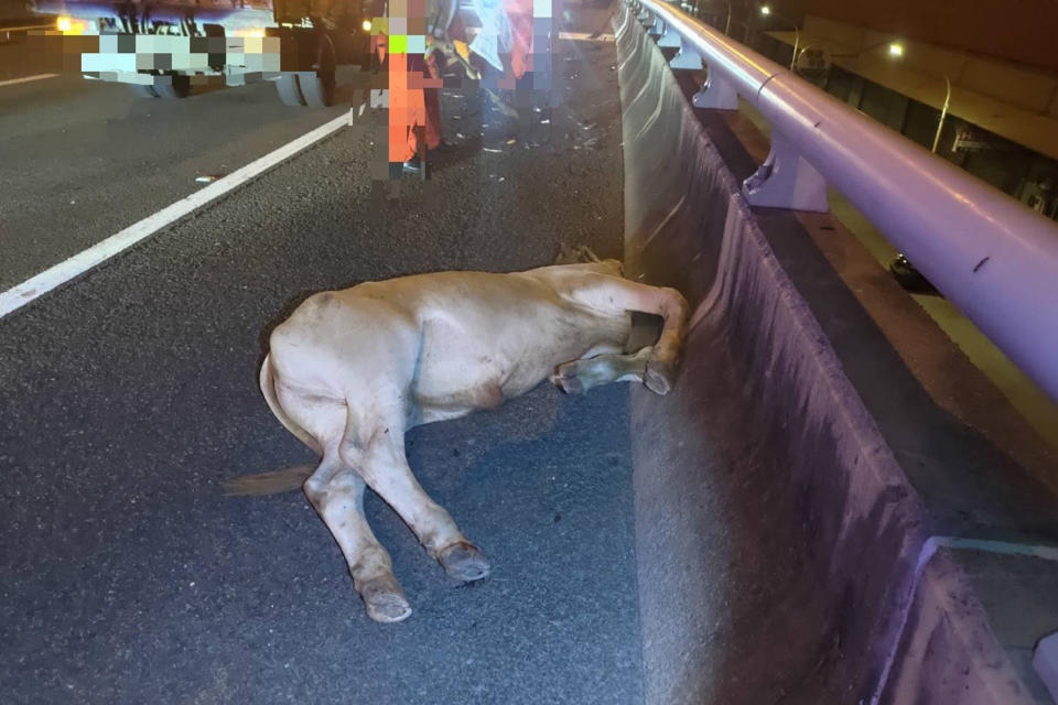 1輛休旅車9日晚間行經國道8號西向1.6公里處時撞擊到1隻牛，車上1名女性乘客受傷，牛隻死亡。（國道四隊提供）
