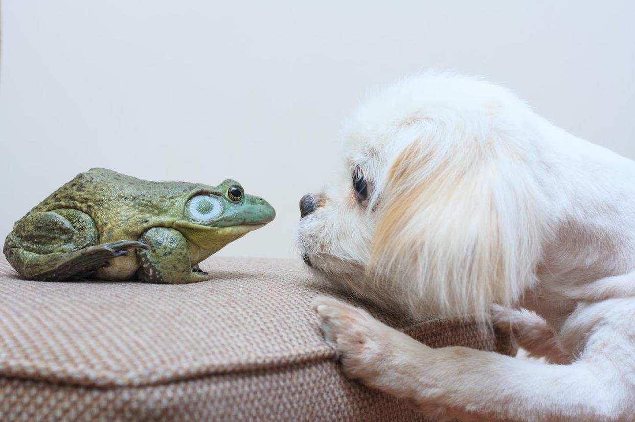 Only one of these guys deserves to be in timeout. <a href="https://www.gettyimages.com/detail/photo/pekingese-and-bullfrog-first-meeting-royalty-free-image/538018993?phrase=frog+dog&adppopup=true" rel="nofollow noopener" target="_blank" data-ylk="slk:Wild Horse Photography/Moment via Getty Images;elm:context_link;itc:0;sec:content-canvas" class="link ">Wild Horse Photography/Moment via Getty Images</a>