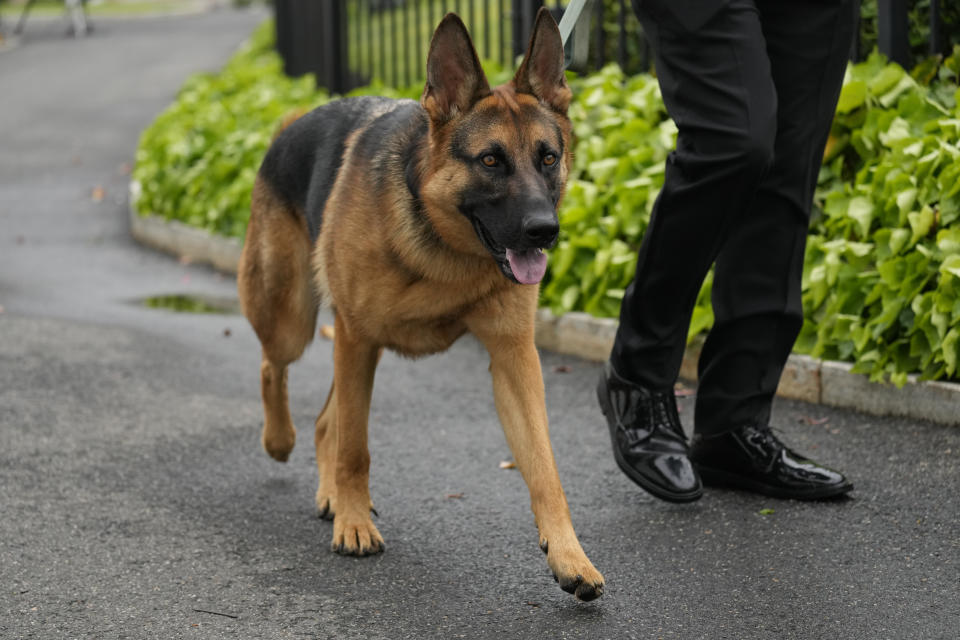 FILE - President Joe Biden's dog Commander, a German shepherd, is walked outside the West Wing of the White House in Washington, April 29, 2023. Commander has bitten another U.S. Secret Service employee. A uniformed division officer was bitten by the dog around 8 p.m. Monday, Sept. 25, at the White House, and was treated on-site by medical personnel, said USSS chief of communications Anthony Guglielmi. The officer is doing just fine, he said. (AP Photo/Carolyn Kaster, File)