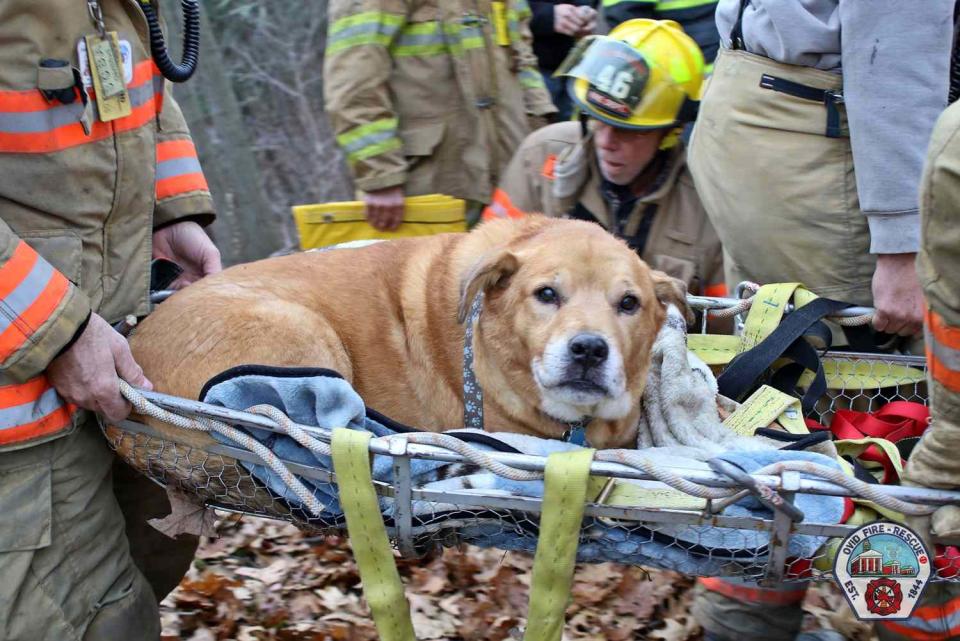 <p>Ovid Fire Department</p> The dog and his owner are safe after they both slid down more than a 175-foot ravine in rural New York State on Sunday, authorities said.