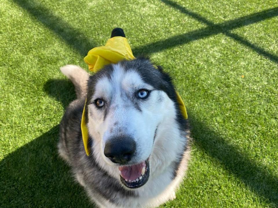 Mallow, a husky dog, is available for adoption at the San Luis Obispo County Animal Services shelter in San Luis Obispo.