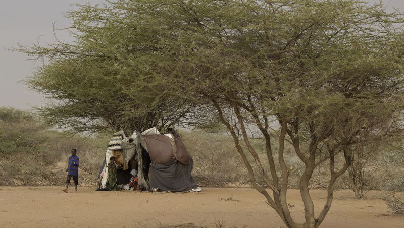 A thorny acacia tree is pictured outside Dadaab, Kenya, Sunday, July 10, 2011.