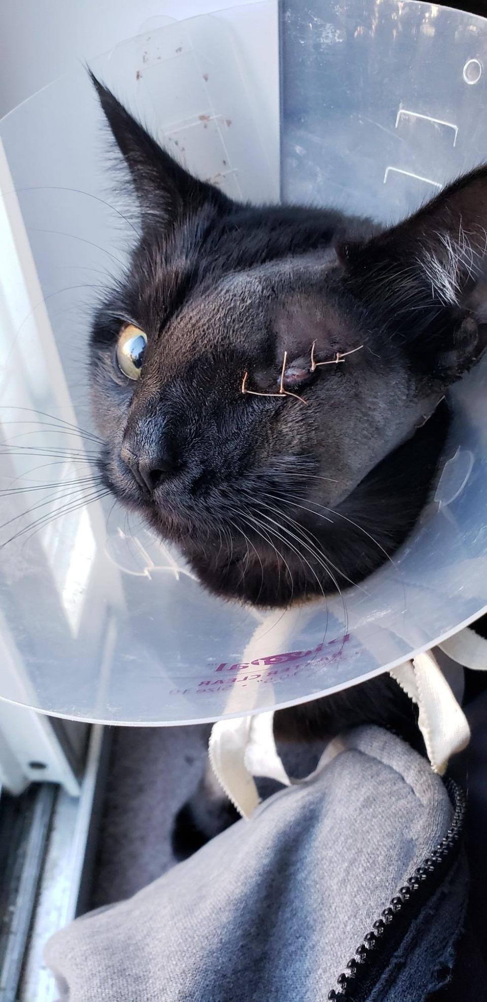 This photo was taken of Jackie, a black cat who was shot and injured in Falls on Nov. 15. Her eye was removed and a projectile remains lodged near her brain.