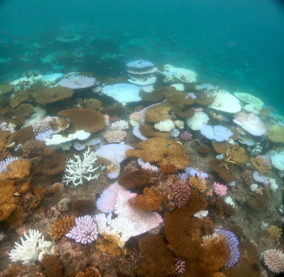 An underwater shot showing a mixture of colourful and bleached coral near Lizard Island on the Great Barrier Reef.
