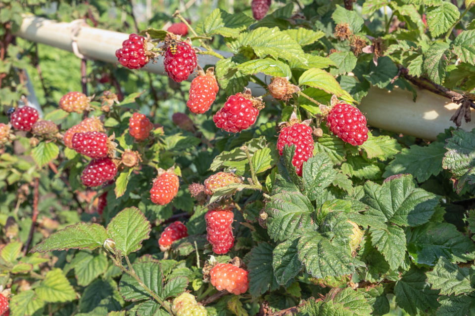 Dutch allotment garden with growing raspberries in springtime