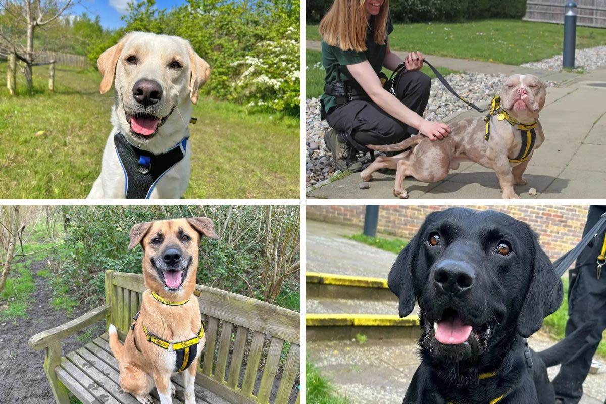 Meet four adorable Basildon Dogs Trust pups in need of new loving homes <i>(Image: Basildon Dogs Trust)</i>
