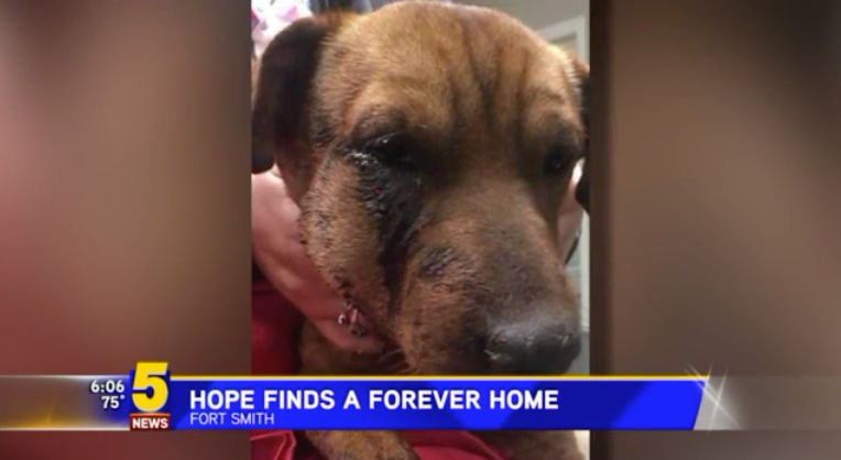 Dog survives three gunshots to the face, and finds a forever home. (Photo: KSFM)