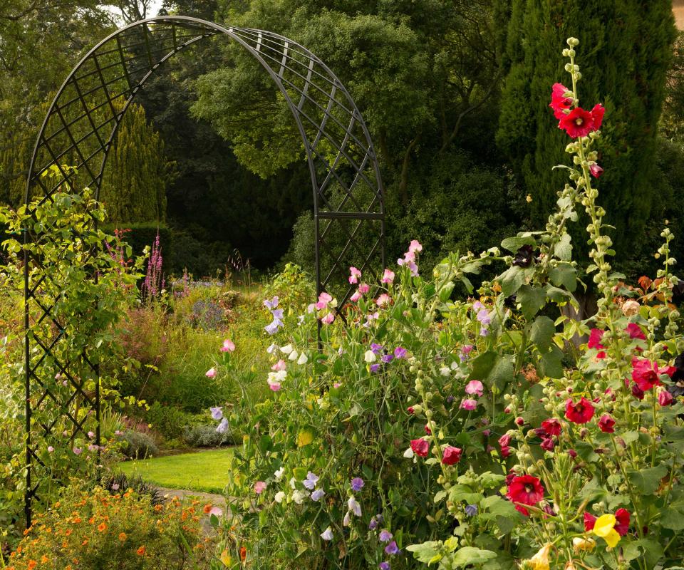 hollyhocks, sweetpeas, and garden arch