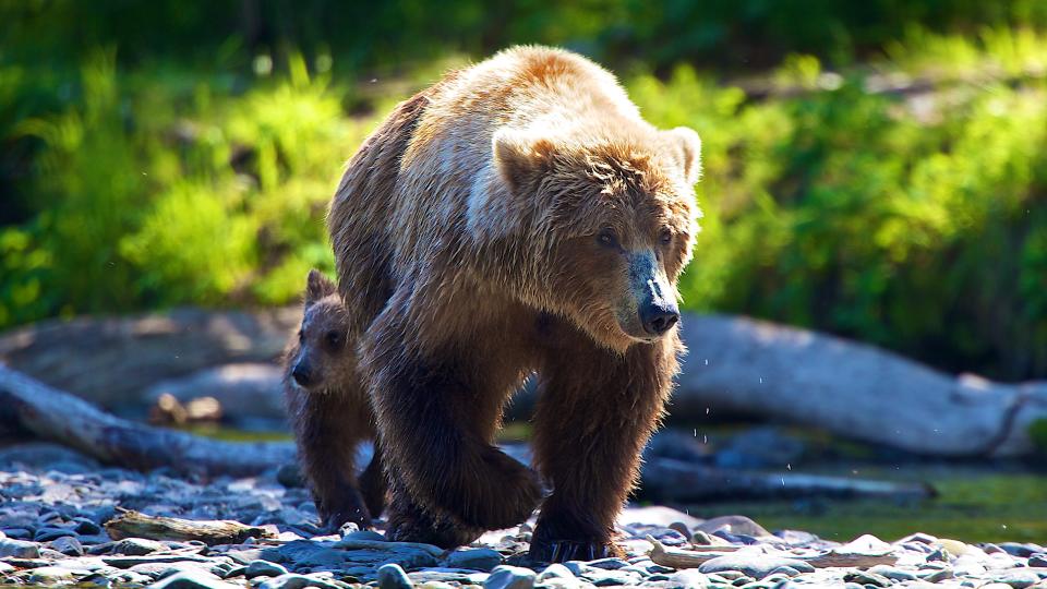 Spring climbing tips: Mother grizzly bear and cub