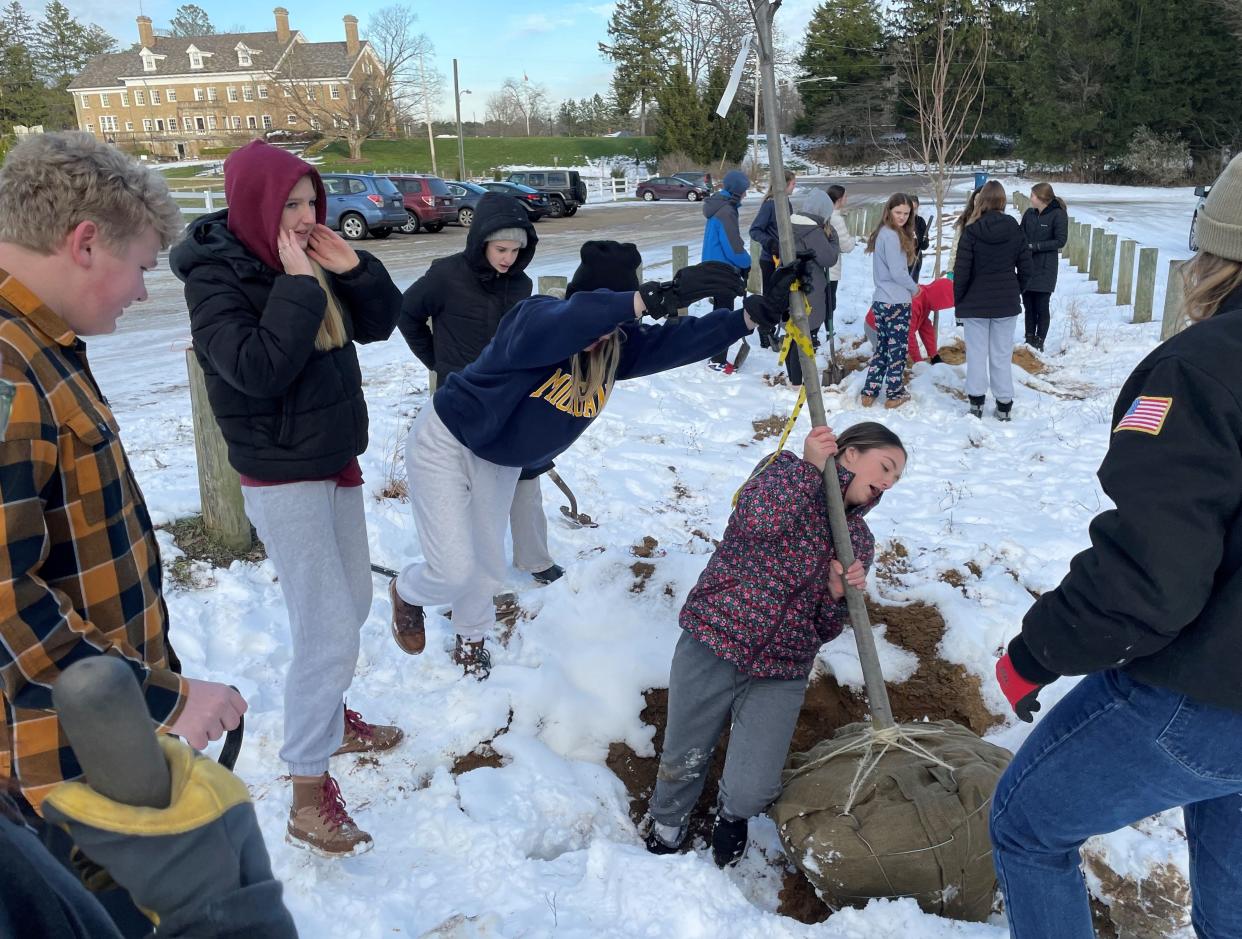 Members of the Saugatuck High School Interact Club plant trees at Laketown Township’s Shore Acres Park on Tuesday, Nov. 22, 2022.