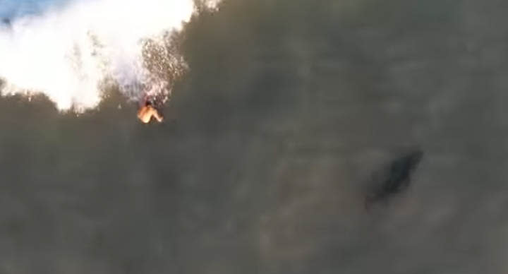 Aerial footage has captured a large grey nurse shark swimming within metres of an oblivious man at Marorubra. Source: Instagram/carvedbanks