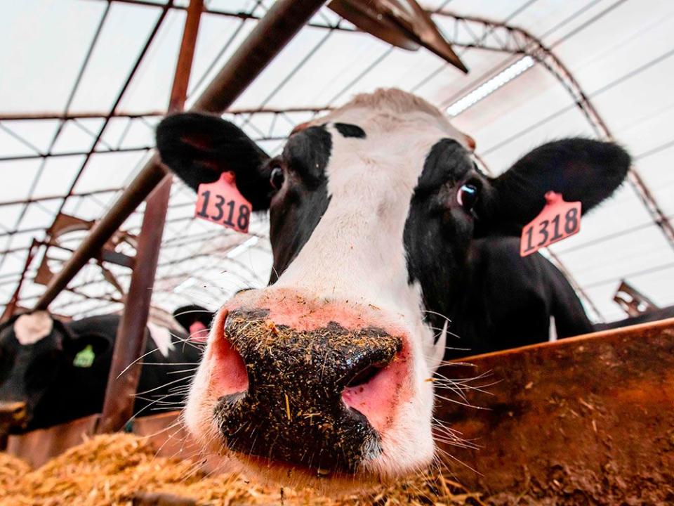  Independent grocers are calling on managers of Canada’s dairy supply to hit pause on any further increases to milk prices.