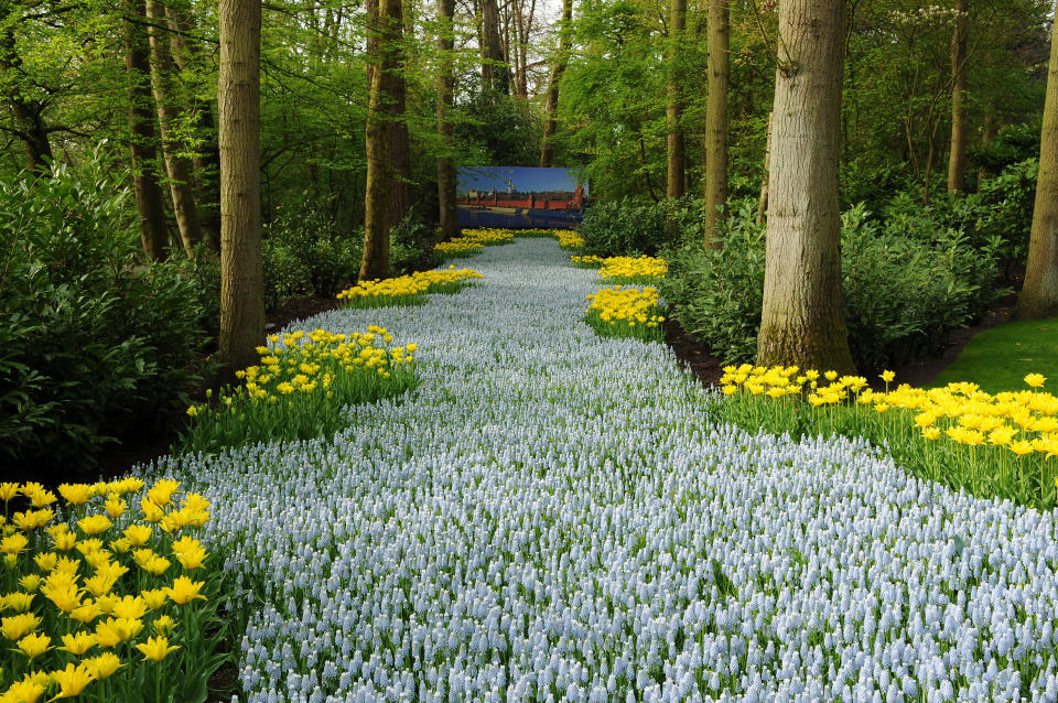 It will display a blossoming bulb flower mosaic, containing 60,000 bulbs. (Caters News)