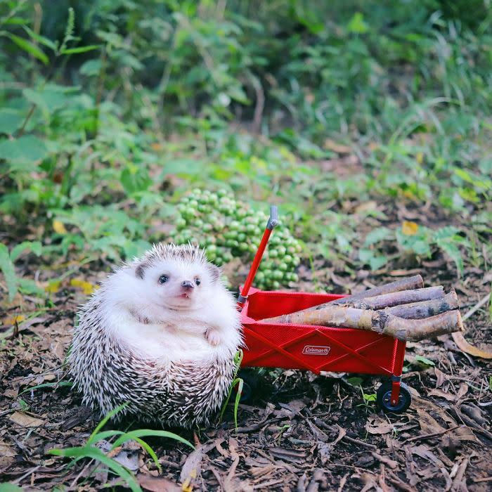 <p>Actualmente, la sesión que está causando furor es la de Azuki acampando al aire libre. </p>