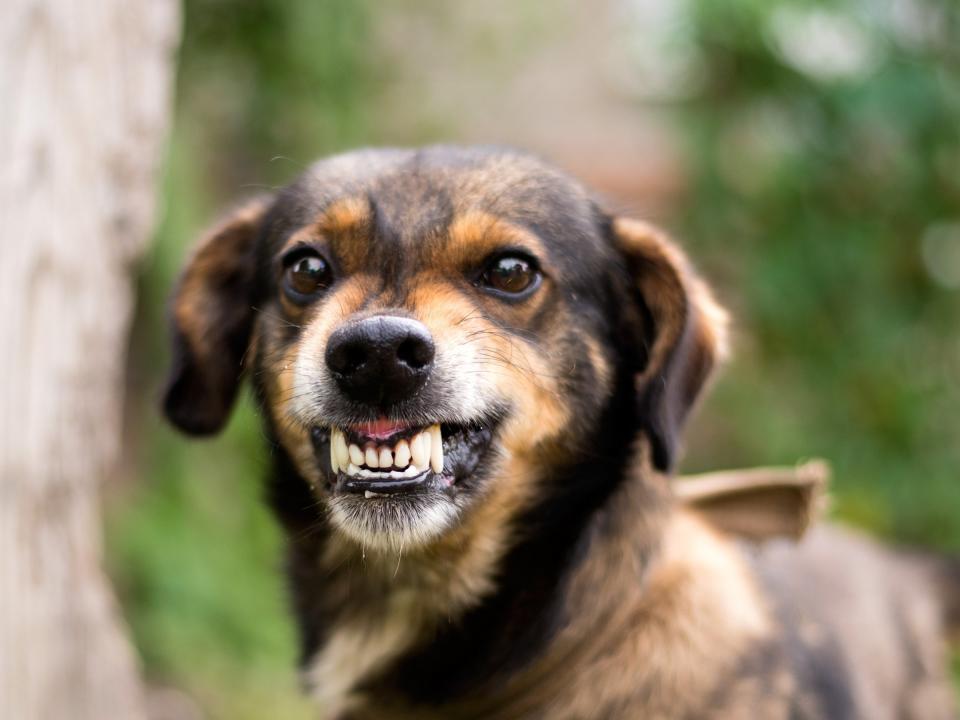 Hunde beißen zweimal häufiger Männer als Frauen. (Bild: Getty Images)