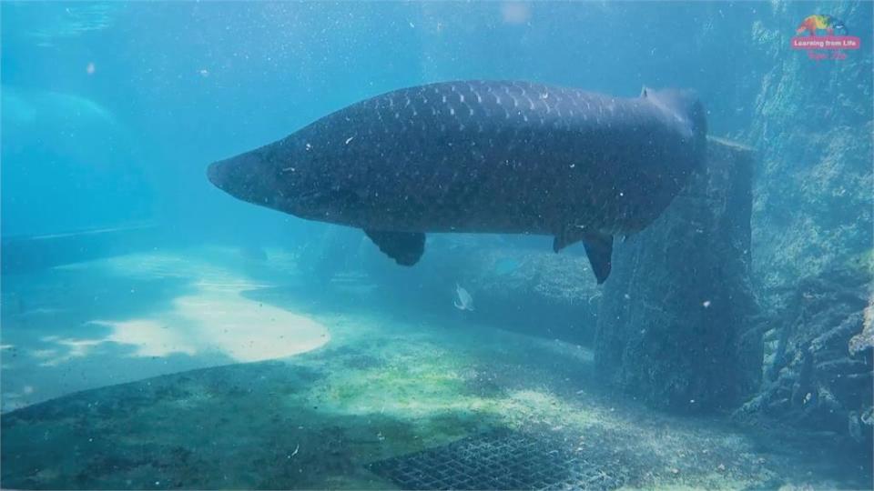 寒冷冬季動物園潛水員守崗位水中完成清潔工作「危機四伏」