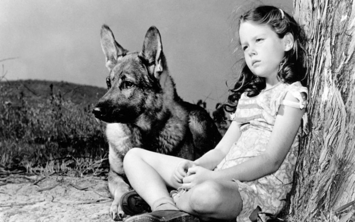 Sharyn Moffett with Grey Shadow in the 1944 film My Pal Wolf: the film's tagline was 'She'll Steal Your Heart Away!' - Everett Collection/Alamy