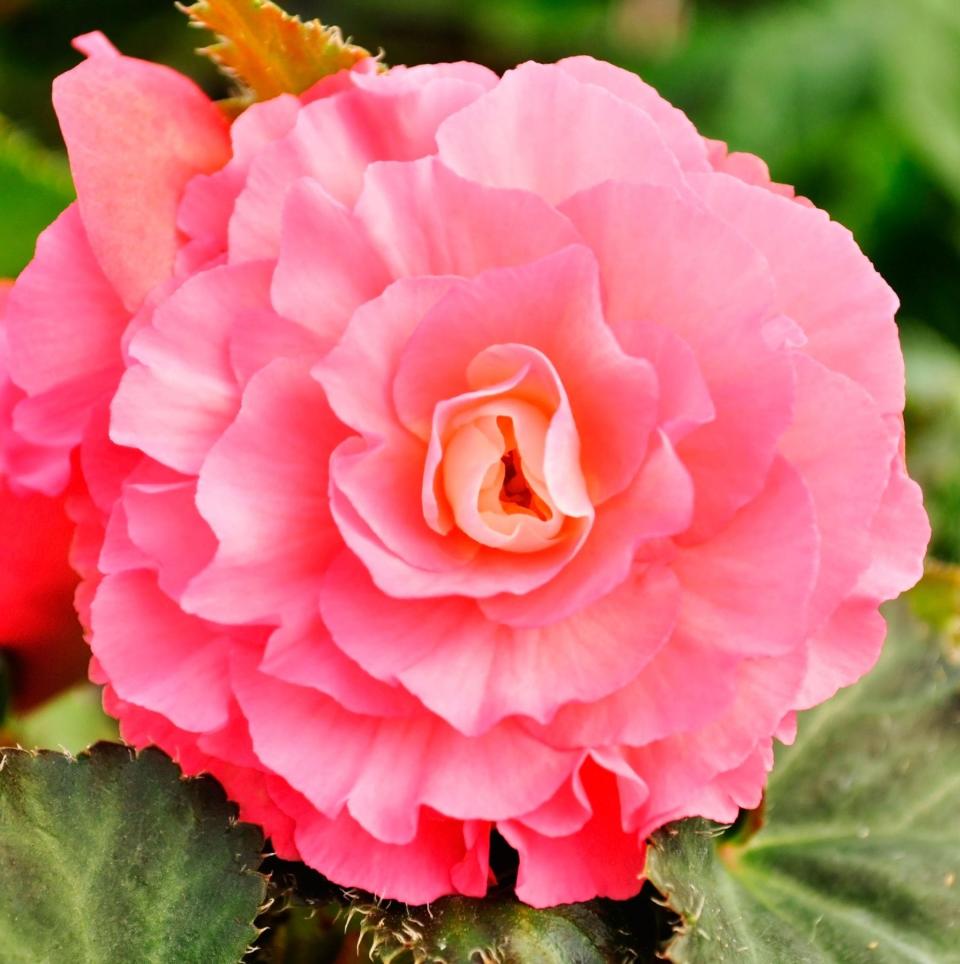 A begonia