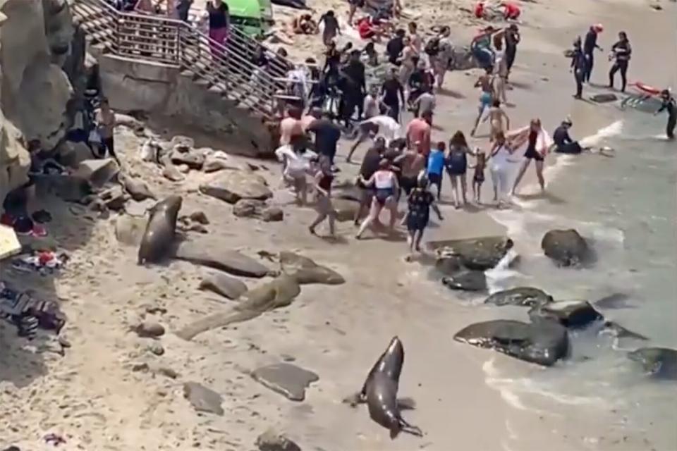 Charging Sea Lions Chase Away Beachgoers