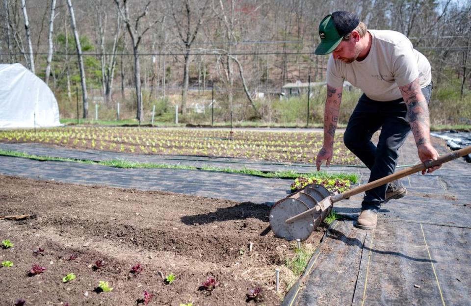 Chris Hench prepares to transplant lettuce at Blackbranch Farm on Tuesday, April 9, 2024.