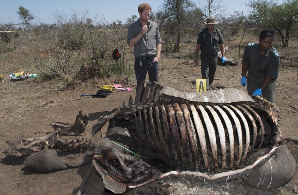  NOTE: GRAPHIC CONTENT
Prince Harry visiting a crime scene with a forensic team of a rhino killed by poachers in Kruger National Parkas part of his tour to South Africa. 