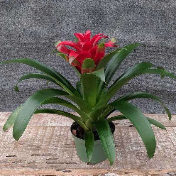 <p><a href="https://www.naturehills.com/scarlet-star-bromeliad" rel="nofollow noopener" target="_blank" data-ylk="slk:Shop Now;elm:context_link;itc:0;sec:content-canvas" class="link ">Shop Now</a></p><p>Scarlet Star Bromeliad</p><p>naturehills.com</p><p>$64.39</p>