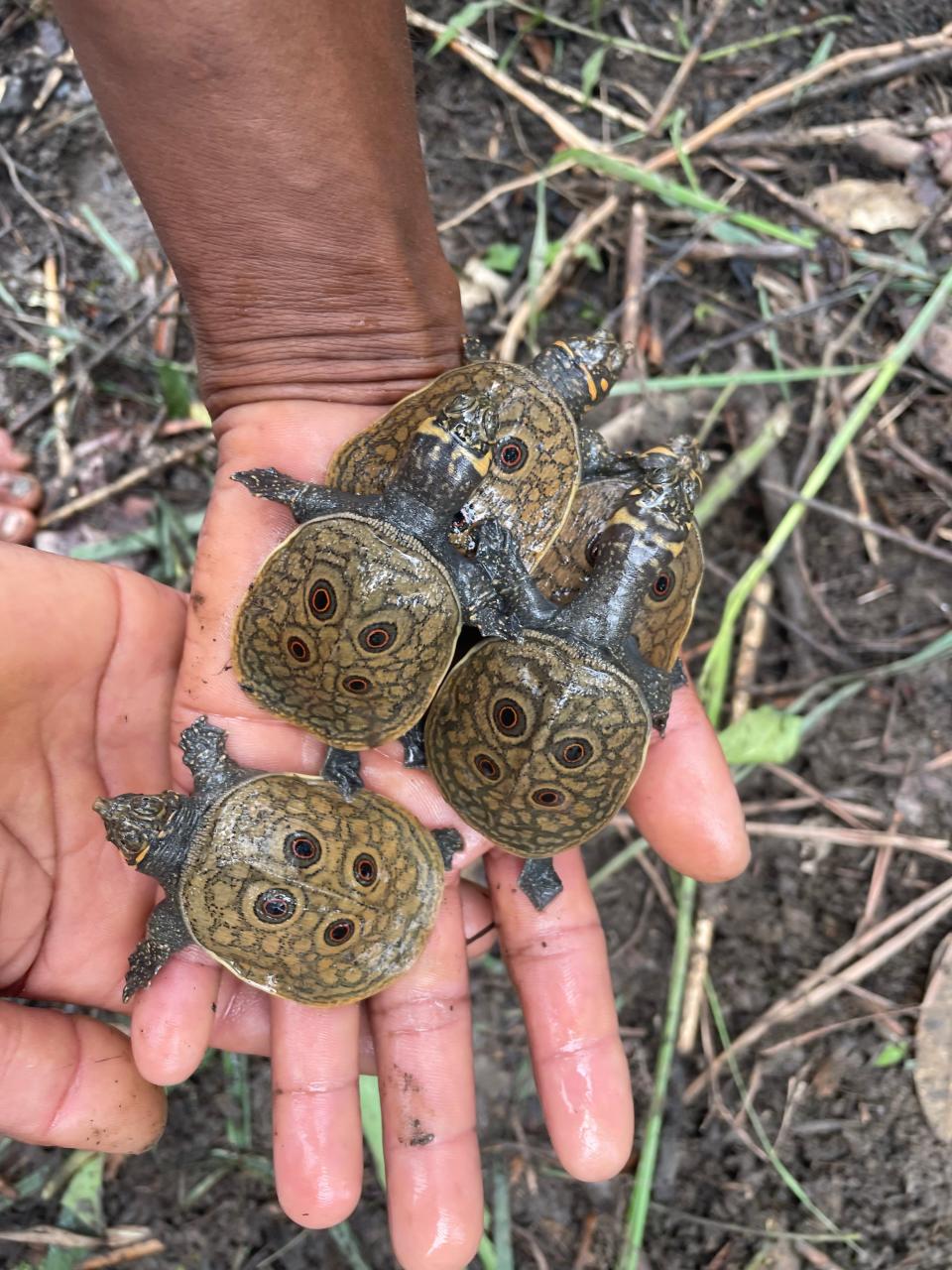 Burmese peacock softshell turtle hatchlings