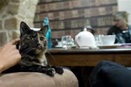 Customers enjoy a beverage as a cat relaxes on an armchair at the "Cafe des Chats" several days before the inauguration in Paris September 16, 2013. REUTERS/Gonzalo Fuentes