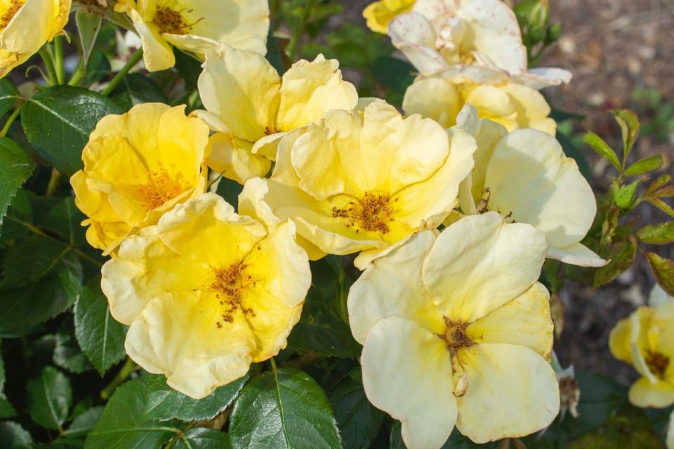 Easy Bee-zy Knock Out is a shrub rose that grows to be 3 to 4 feet tall and has a light citrus scent.