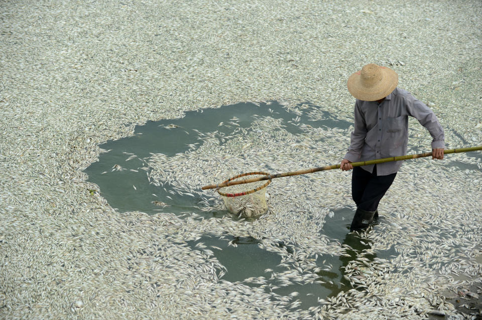 A resident clears dead fish from the Fuhe river in Wuhan, in central China's Hubei province on September 3, 2013 after large amounts of dead fish began to be surface early the day before. (STR/AFP/Getty Images)